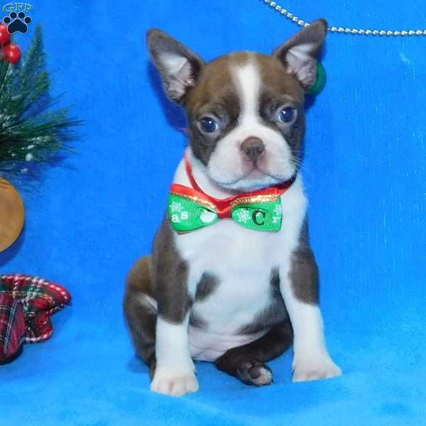 Lily, Boston Terrier Puppy